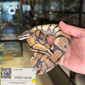 Enchi het Dessert Ghost Male Ball Python